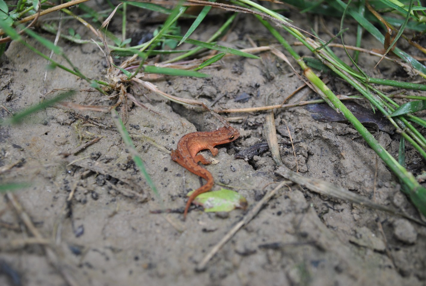 Geotritone? Lissotriton vulgaris meridionalis